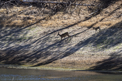 Odocoileus hemionus californicus