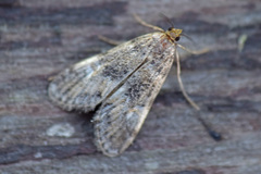 Elophila obliteralis