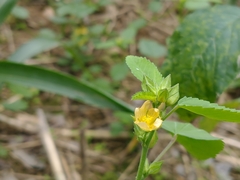 Sida spinosa