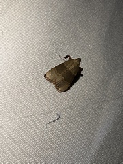 Basacallis tarachodes