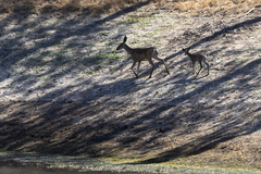 Odocoileus hemionus californicus