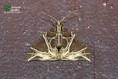 Ecliptopera rectilinea