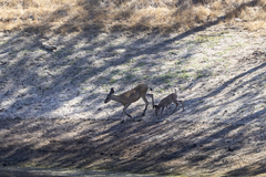 Odocoileus hemionus californicus