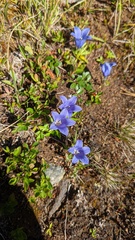 Campanula lasiocarpa