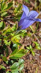 Campanula lasiocarpa