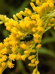 Lebia viridis