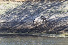Odocoileus hemionus californicus
