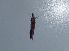 Apache degeeri