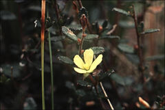 Hibbertia empetrifolia