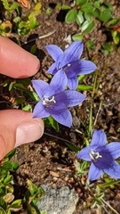 Campanula lasiocarpa