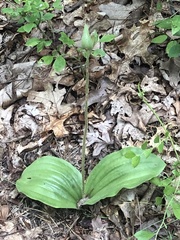 Cypripedium acaule