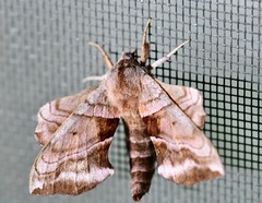 Amorpha juglandis