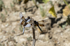 Libellula luctuosa
