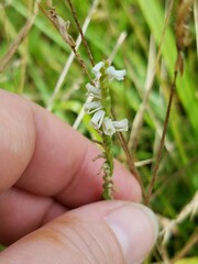 Spiranthes lacera