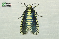 Apsarasa radians
