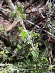 Xanthosia pilosa