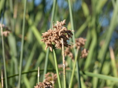 Schoenoplectus californicus