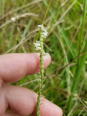 Spiranthes lacera