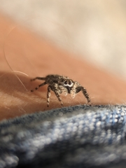 Platycryptus undatus