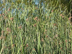 Schoenoplectus californicus