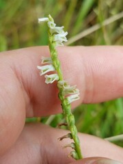 Spiranthes lacera