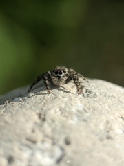 Platycryptus undatus