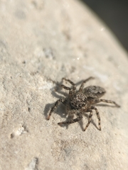 Platycryptus undatus