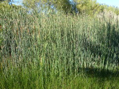 Schoenoplectus californicus