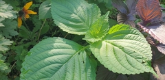 Perilla frutescens