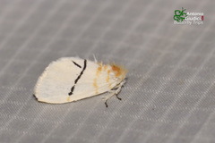 Euproctis albolyclene