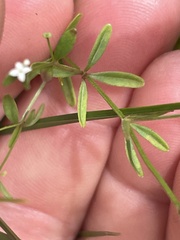 Galium
