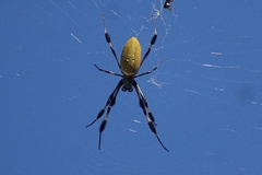 Trichonephila clavipes