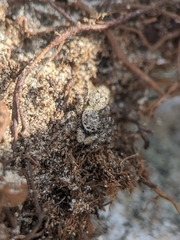 Platycryptus undatus