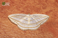 Orthocabera sericea