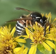Dolichovespula albida