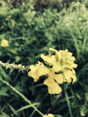 Rhamphospermum nigrum