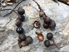 Sapindus mukorossi