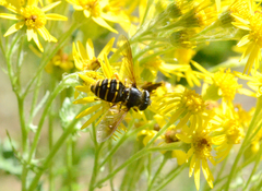 Sericomyia chalcopyga