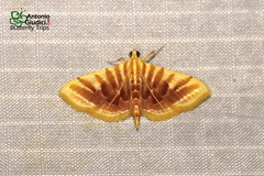 Pagyda auroralis