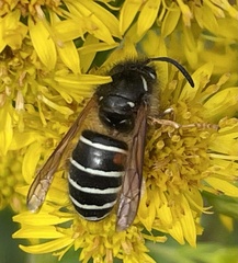 Dolichovespula albida