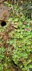 Lunularia cruciata