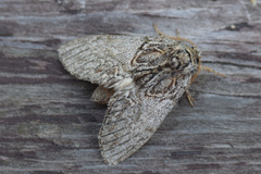 Peridea basitriens