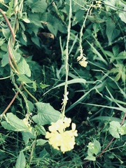 Rhamphospermum nigrum