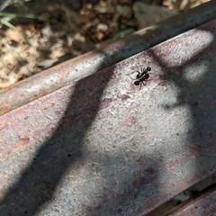 Camponotus laevissimus