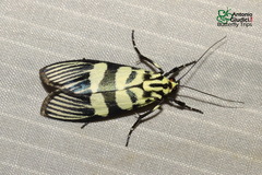 Heortia vitessoides