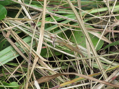 Takydromus wolteri