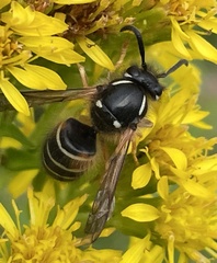Dolichovespula albida