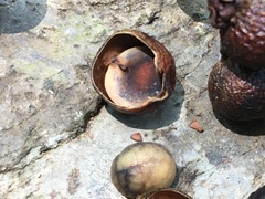 Sapindus mukorossi