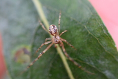 Theridion
