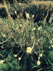 Rhamphospermum nigrum